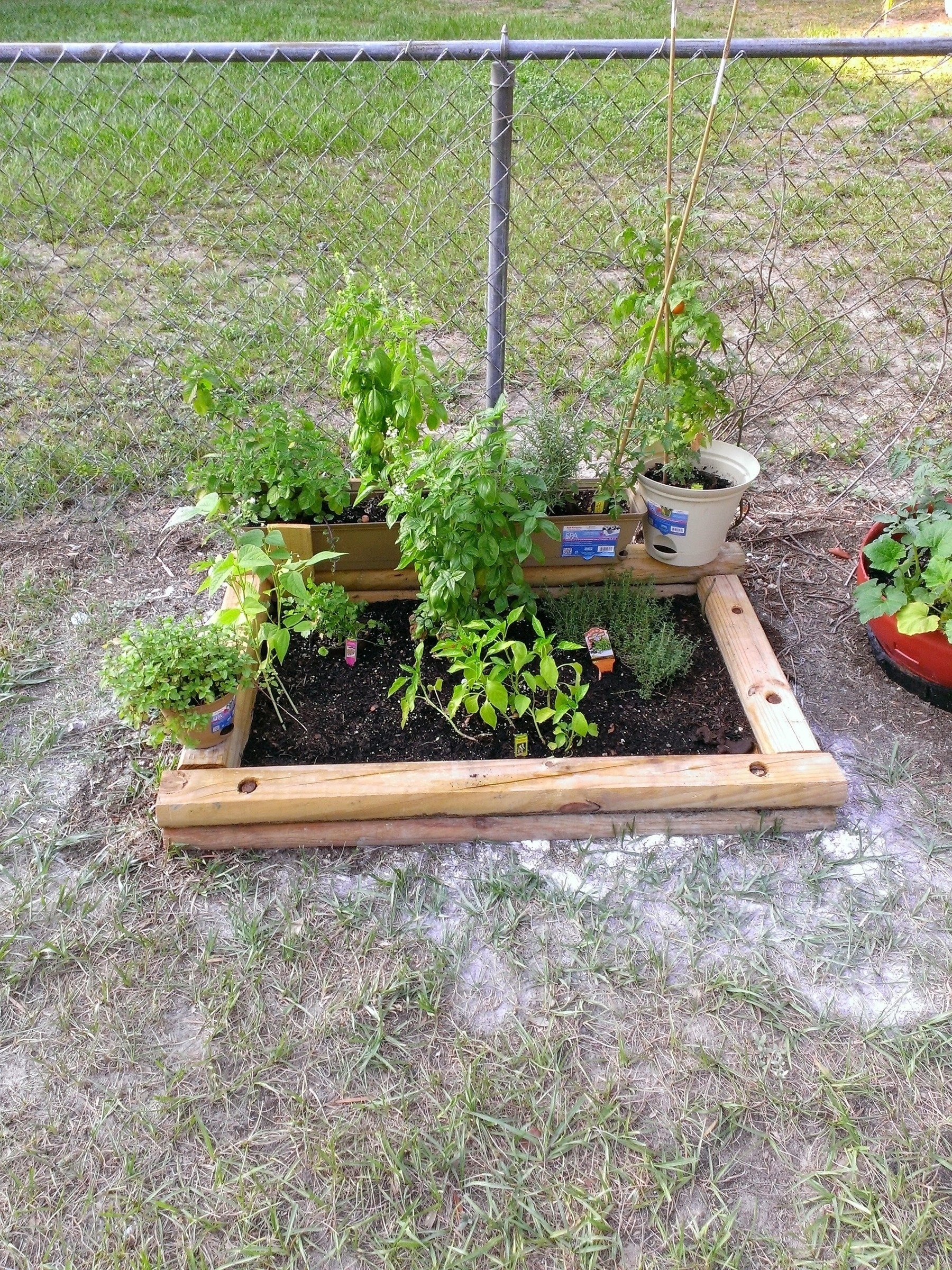 A small raised wooden garden bed contains various plants, with additional potted plants placed nearby next to a chain-link fence.