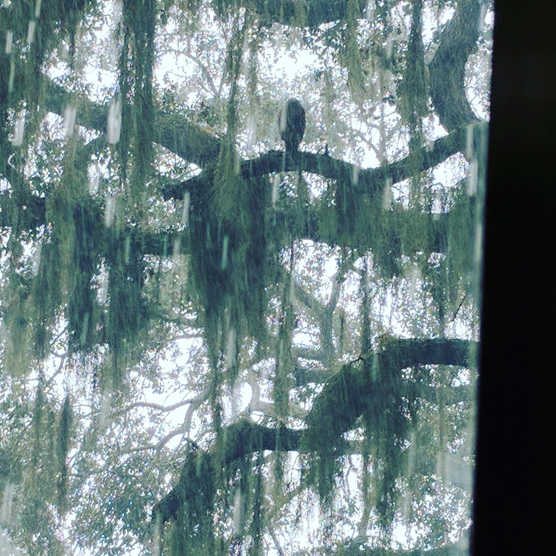 A lone hawk perched on a large oak branch, surrounded by hanging Spanish moss. The scene is viewed through a window, with soft light filtering through the trees in the background.